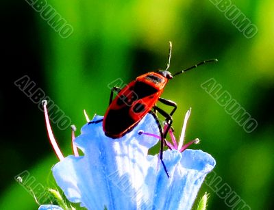  Insect on a blue flower
