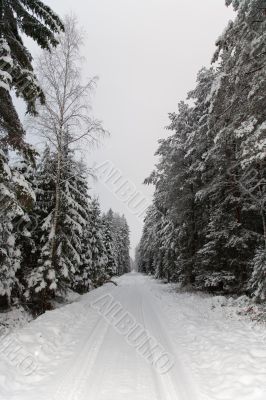 winter snow forest