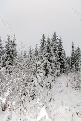 girl snow fir spruce