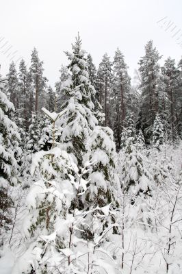 girl snow fir spruce