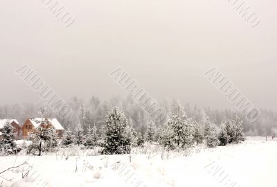 Fog in the forest