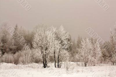 Fog in the forest