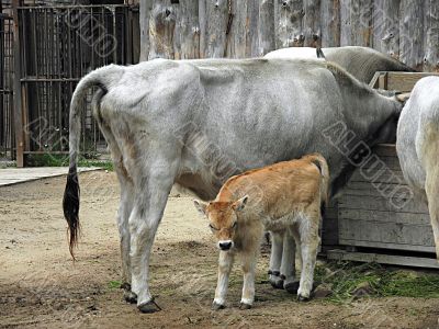 Small Hungarian grey cattle