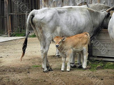 Small Hungarian grey cattle watching