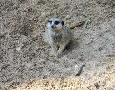 Slender-tailed Meerkat