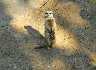 Slender-tailed Meerkat standing in watch