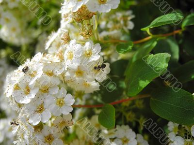 The spirea and the bugs