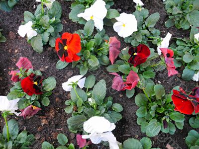 Carpet of pansies