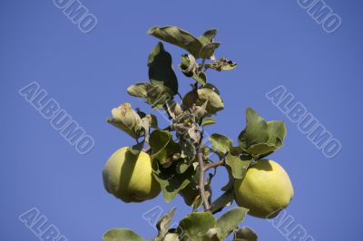 Quince fruits