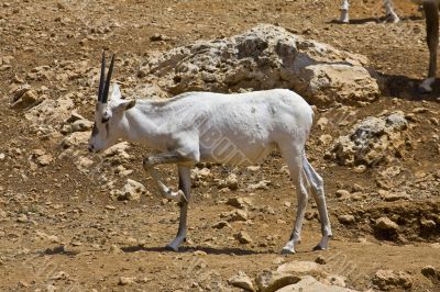 Arabian oryx