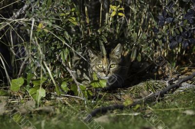 Bengal cat hiding in the plants