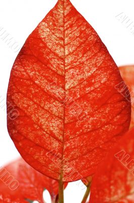 Leaf of the poinsettia