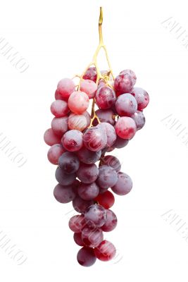 Tasty bunch of red grapes, isolated 