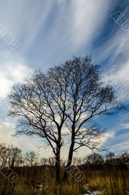 Lonely tree
