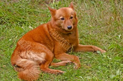 Finnish spitz