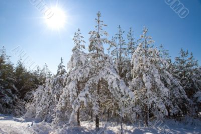 Winter forest. 