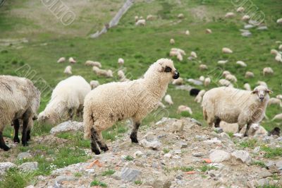 A lot of sheep