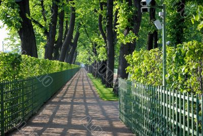 Alley of the Summer Garden.