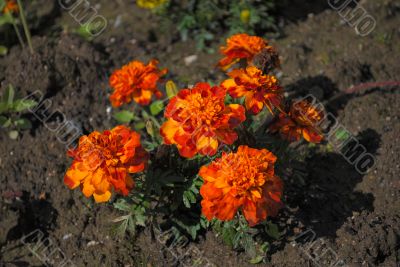 Bright orange flowers.