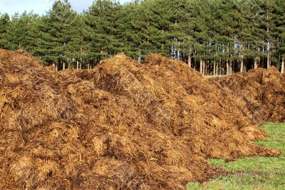Manure