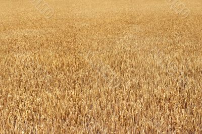 field corn