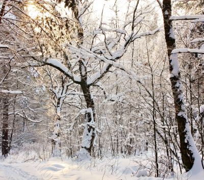 Winter forest