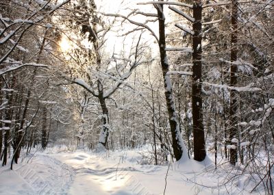 Winter forest