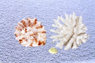 Coral and shells