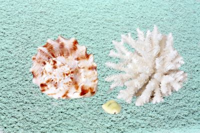 Coral and shells