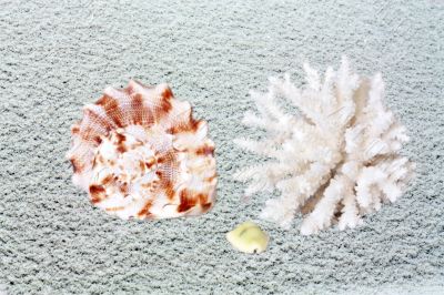 Coral and shells