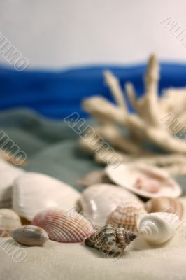 Coral and cockleshells