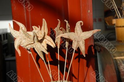 Starfish on a Stick