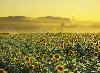 A field of sunflowers near a polluting factory creates surreal atmosphere