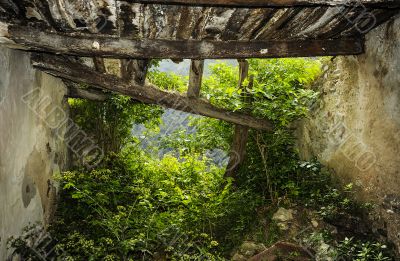 Nature enters in the ruined house