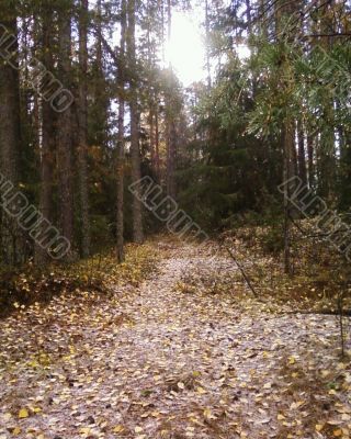 Autumn in the forest