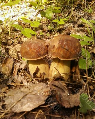 two fungi