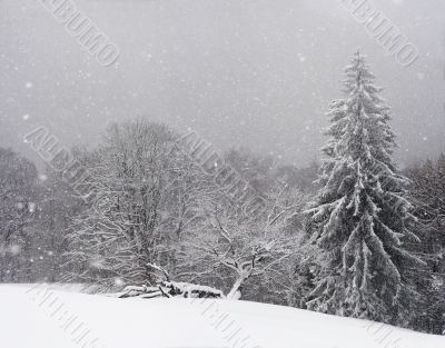 Carpathians in winter
