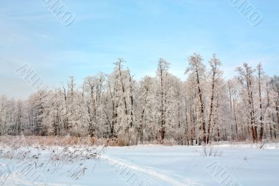Cold in the forest