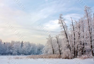 Cold in the forest