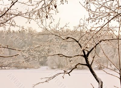 Tree branch in the cold