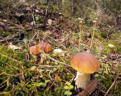 forest mushrooms