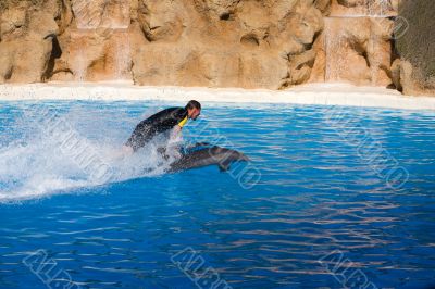 Dolphin Show