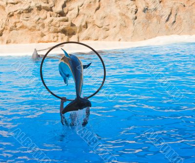 Dolphin Show