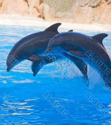 Dolphin Show