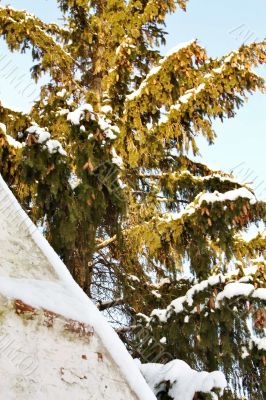Pine tree in snow