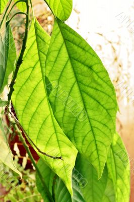 Green leaves