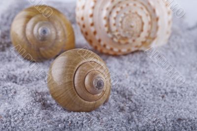 Shells