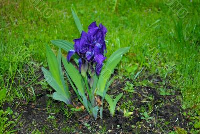 Violet flower.