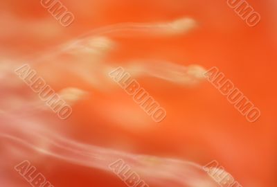 Seeds abstract