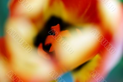 Tulip macro